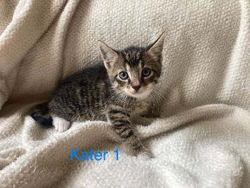 Boerderij kittens beschikbaar voor biedingen