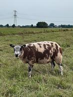 Bonte dekrammen, Dieren en Toebehoren, Mannelijk, Schaap, 0 tot 2 jaar