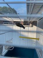 Majoor putter man2024 met kooi, Dieren en Toebehoren, Vogels | Overige Vogels, Mannelijk, Wildzangvogel