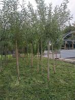 salix alba salix chermesina (groene en gele wilg), Tuin en Terras, Bloeit niet, Overige soorten, 100 tot 250 cm, Ophalen