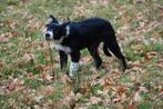 Mooi langhaar Border collie pup met stamboom, 15 weken tot 1 jaar, Reu, CDV (hondenziekte), Eén hond