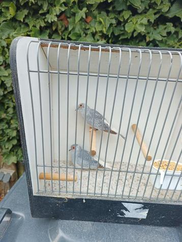 Bonte diamantduiven beschikbaar voor biedingen