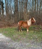 Prachtige lieve vos stamboek ruin met blonde manen en staart, Dieren en Toebehoren, Pony's, Ruin, 0 tot 2 jaar, A pony (tot 1.17m)