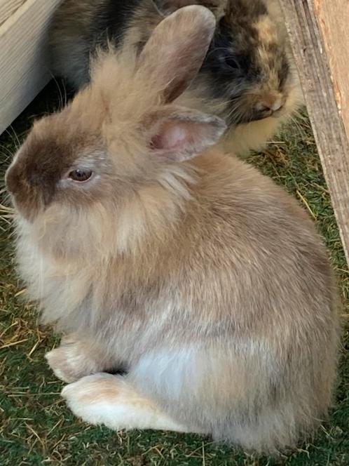 4 lieve dwerg Konijntjes, Dieren en Toebehoren, Konijnen, Mannelijk