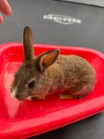 Hollander konijntjes, Dieren en Toebehoren, Konijnen, Meerdere dieren
