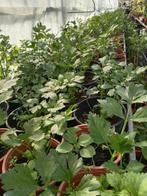 Selderij planten waaronder de Surinaamse vanaf 1,25 euro ., Tuin en Terras, Planten | Tuinplanten, Ophalen of Verzenden, Zomer
