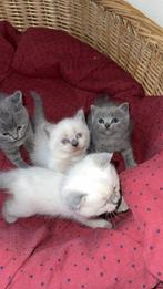 Britse Korthaar Kittens Grijs en witte bluepoint kleur, Dieren en Toebehoren, Katten en Kittens | Raskatten | Korthaar, Meerdere dieren