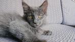 Maine coon kittens, Dieren en Toebehoren, Meerdere dieren, Gechipt, 0 tot 2 jaar