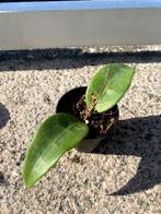 Hoya sp. Gayo clone 10, Ophalen, Halfschaduw, Minder dan 100 cm