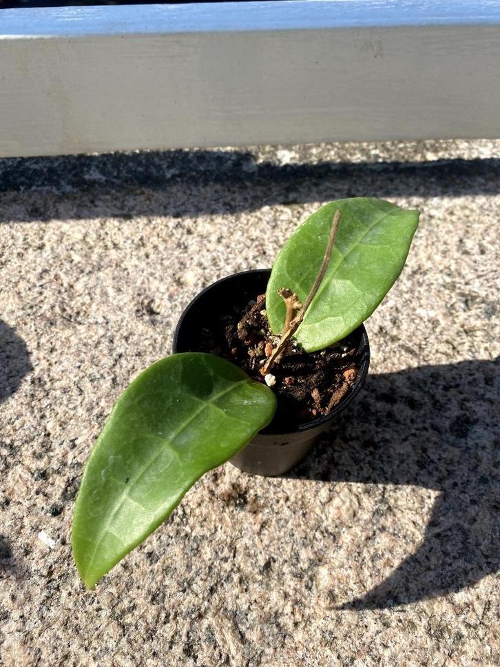 Hoya sp. Gayo clone 10, Huis en Inrichting, Kamerplanten, Minder dan 100 cm, Halfschaduw, Ophalen