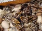 Chinese dwergkwartels kuikens, Dieren en Toebehoren, Meerdere dieren, Overige soorten