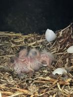 Baby blauwvoorhoofd Amazone (aestiva), Dieren en Toebehoren, Vogels | Parkieten en Papegaaien, Geslacht onbekend, Papegaai, Geringd