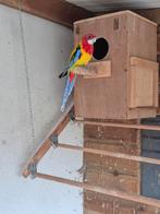 Te koop. Bieden, Dieren en Toebehoren, Meerdere dieren, Parkiet