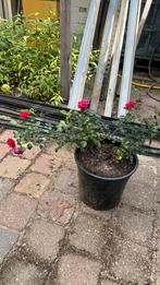 Rose, Ophalen of Verzenden, Zomer, Overige soorten, Volle zon