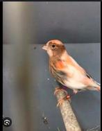 Gezocht enkel jonge kanaries, Dieren en Toebehoren, Vogels | Overige Vogels, Geslacht onbekend, Geringd