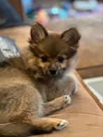 3 prachtige pomeriaan x keeshond pups puppy puppy’s, Dieren en Toebehoren, Honden | Chihuahua's en Gezelschapshonden, Rabiës (hondsdolheid)