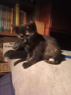 kittens, Dieren en Toebehoren, Katten en Kittens | Overige Katten, Meerdere dieren, Kortharig, 0 tot 2 jaar