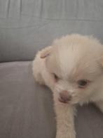 2pomchi pups te koop, Dieren en Toebehoren, 8 tot 15 weken, Meerdere, Meerdere dieren, Chihuahua