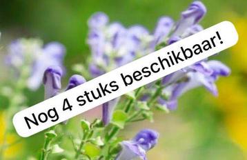 Groot glidkruid / scutellaria altissima stekken beschikbaar voor biedingen