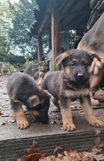 Duitse herder pups, Dieren en Toebehoren, Honden | Herdershonden en Veedrijvers, 8 tot 15 weken, Meerdere, Meerdere dieren, Herder