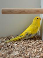 Elegant parkiet, Dieren en Toebehoren, Mannelijk, Parkiet, Geringd