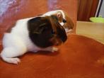 Jonge baby cavia’s te koop, Dieren en Toebehoren, Knaagdieren, Cavia, December, Meerdere dieren, Tam