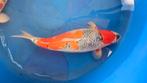 Female goshiki ogata, Dieren en Toebehoren, Karper of Koi