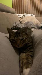 GEZOCHT: speelmaatje (kater) voor onze poes, Dieren en Toebehoren, Kater