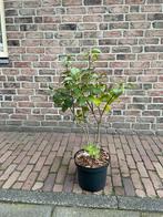 Syringa, Volle zon, Vaste plant, Lente, Ophalen