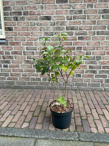 Syringa beschikbaar voor biedingen