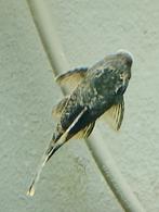 Ancistrus wildkleur, Vis, Zoetwatervis