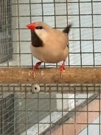 Koppel Spitsstaartamadines, Dieren en Toebehoren, Vogels | Overige Vogels, Meerdere dieren, Tropenvogel