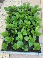 Surinaamse Poi plantjes, Tuin en Terras, Planten | Tuinplanten, Ophalen, Groenteplanten, Eenjarig, Halfschaduw