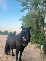 Stalling aangeboden, Dieren en Toebehoren, Stalling en Weidegang, 1 paard of pony