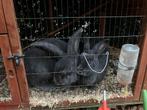 Vlaamse reus man en vrouw, Dieren en Toebehoren, Konijnen, Meerdere dieren, Groot