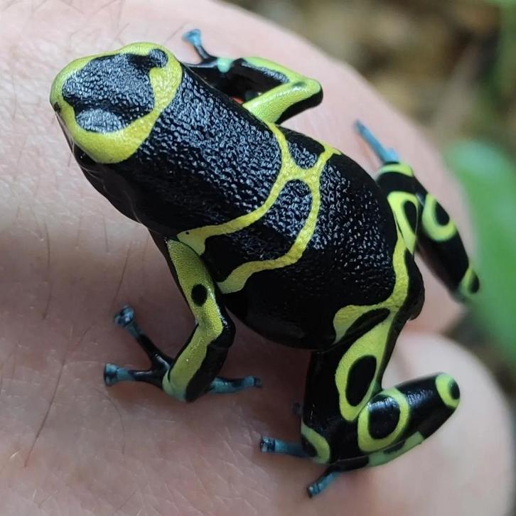 Dendrobates leucomelas 'Cerro autana', Dieren en Toebehoren, Reptielen en Amfibieën, Amfibie, 0 tot 2 jaar
