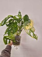 Monstera Adansonii Variegata, Ophalen of Verzenden, Halfschaduw, Minder dan 100 cm