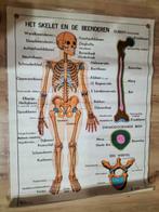 Lesmateriaal menselijk lichaam uit 1980, Ophalen of Verzenden, Natuur en Biologie