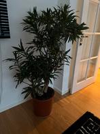 Mooie Dracaena Reflexa kamerplant/ongeveer 1.60 meter, Huis en Inrichting, Kamerplanten, Ophalen, Halfschaduw, 150 tot 200 cm