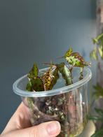 Begonia Amphioxus, Overige soorten, In pot, Minder dan 100 cm, Groene kamerplant