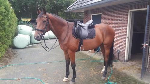 Super lieve, mooie en brave 14 jarige ruin, Dieren en Toebehoren, Paarden, Ruin, B, 165 tot 170 cm, 11 jaar of ouder, Recreatiepaard