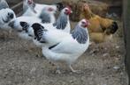 3 Prachtige Sussex kriel hennen wit zwartcolumbia, Dieren en Toebehoren, Pluimvee, Vrouwelijk, Kip