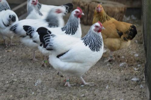 3 Prachtige Sussex kriel hennen wit zwartcolumbia, Dieren en Toebehoren, Pluimvee, Kip, Vrouwelijk