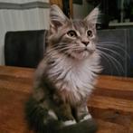Maine coon, Dieren en Toebehoren, Katten en Kittens | Raskatten | Langhaar, Meerdere dieren, Ontwormd