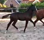 Hengstveulen uit de Endy Stam Elastic PS x Furst Toto x Jazz, Dieren en Toebehoren, Paarden, Gechipt, Niet van toepassing, Dressuurpaard