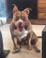 Bully teefje, 1 tot 2 jaar, Teef, Eén hond, Nederland