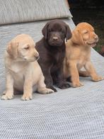 Te koop bijzondere  mooie bruine en blonde labradorpups., Labrador retriever, Meerdere, Meerdere dieren, Nederland