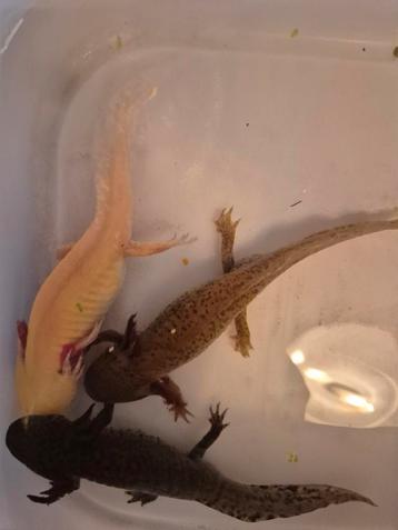 3x Axolotl verschillende kleuren gaan perfect samen beschikbaar voor biedingen