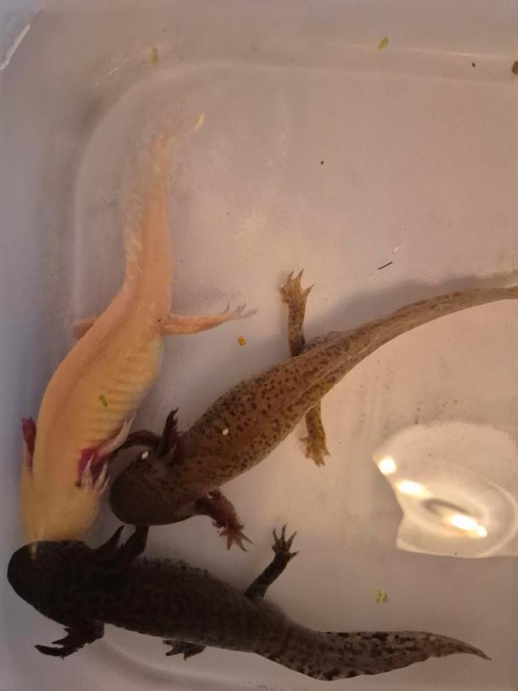 3x Axolotl verschillende kleuren gaan perfect samen, Dieren en Toebehoren, Reptielen en Amfibieën