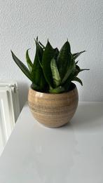 Kamerplant zonder pot, Ophalen of Verzenden, Overige soorten, Minder dan 100 cm